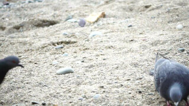Pigeons fight for food on the beach. Several pigeons squabbling over a feeding giver on a beach - fierce competition for survival in animal kingdom. closeup. Slow motion. Columba livia