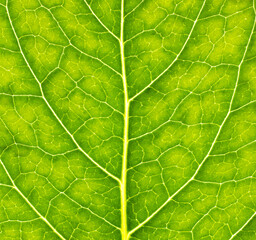 Close-up leaf. Macro photography. Green leaf veins texture.