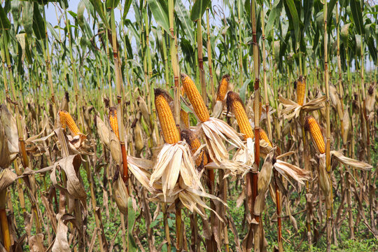 The best maize field in Bangladesh, Corn Crop Close Up Pictures
