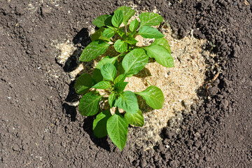 bell pepper plants with green leaves on garden bed isolated, top view 