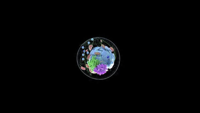 Animation of a human cell