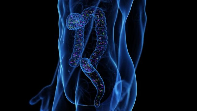 Animation of the intestinal microbiome