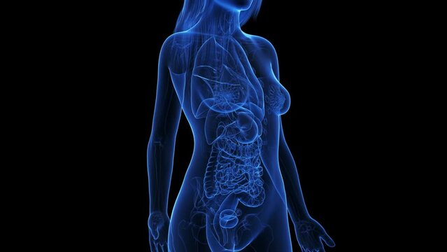 Animation of pancreas cancer