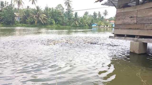 water flowing into the water, intercropping fish cultivation between carp and tilapia