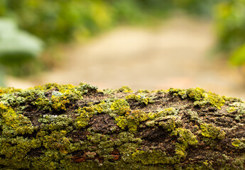 green moss on a tree bark on blurred green background