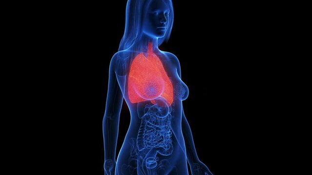Animation of an inflamed lung