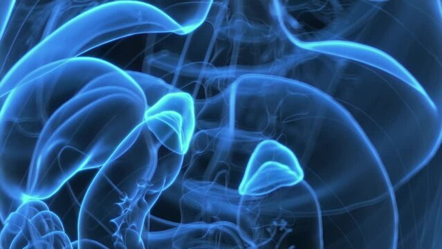 Animation of hormones produced by the adrenal glands