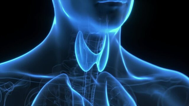 Animation of hormones produced by the thyroid gland
