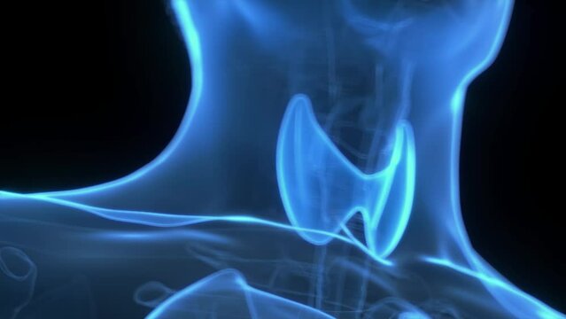 Animation of hormones produced by the thyroid gland
