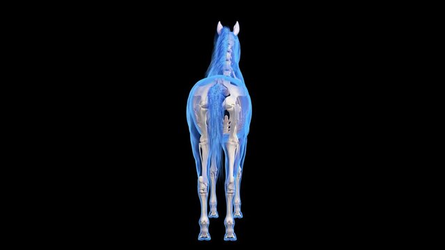 Animation of the equine skeleton
