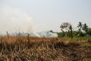 Obraz premium dried up crushed straw on the agricultural field with smoky background of stubble burning