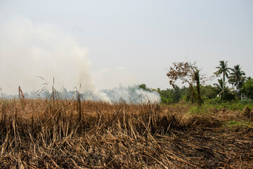 dried up crushed straw on the agricultural field with smoky background of stubble burning