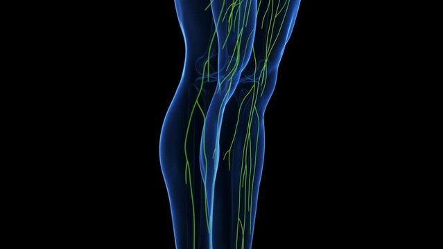 Animation of the human lymphatic system