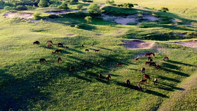 Aerial photo of horses grazing  in the grasslands of Inner Mongolia