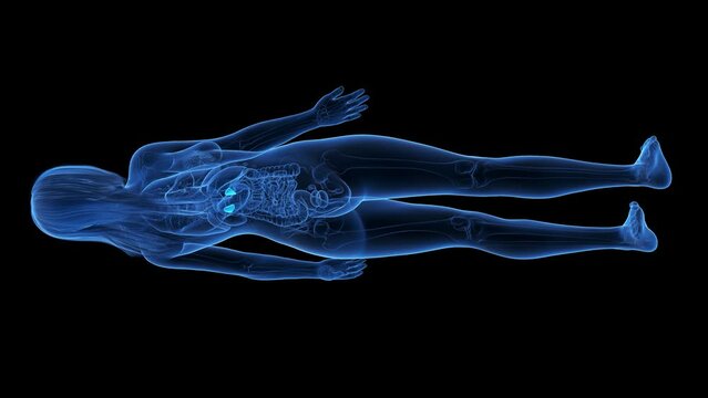Animation of the adrenal glands