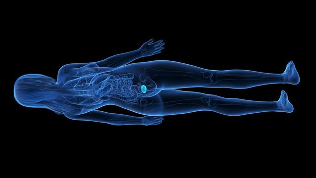 Animation of the bladder