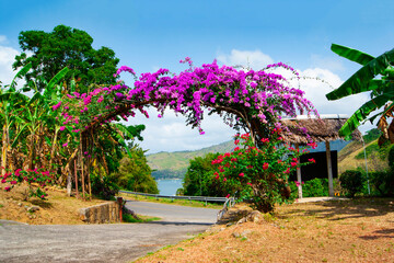 Arch of purple flowers  in Thailand