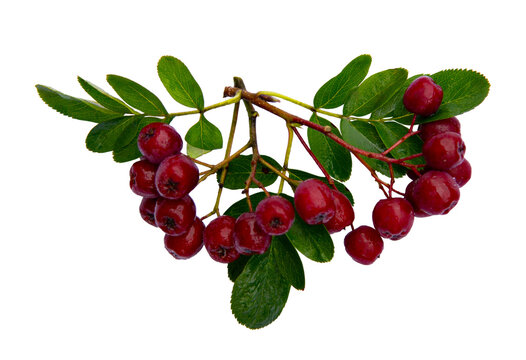 Branch of red rowan with green leaves on an isolated white background