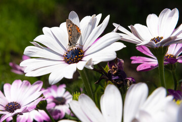 Obraz premium White or purple flowers with blue textured core and yellow pollen and a butterfly on it. Osteospermum
