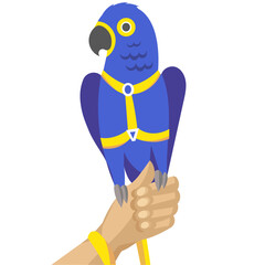 Dark blue parrot; hyacinth macaw or hyacinthine macaw in harness and leash on human hand - vector illustration
