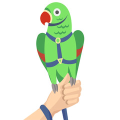 Green rose-ringed parakeet  parrot; ring-necked parakeet; Indian ringneck parrot in harness and leash on human hand - vector illustration