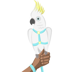 White cockatoo parrot in harness and leash on human hand - vector illustration