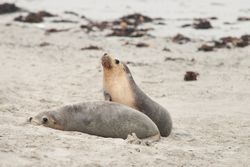 baby seals relaxing on the beach, kangaroo island australia