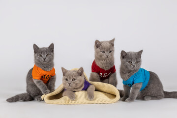 Piękne zdjęcie w studio malutkich i młodych pięknych rasowych kotów brytyjskich krótkowłosych różnorodnych maści które bawią się na mięciutkiej skórce , kapeluszu , torbie oraz białym tłem. - obrazy, fototapety, plakaty