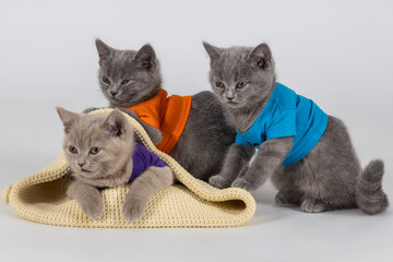 Piękne zdjęcie w studio malutkich i młodych pięknych rasowych kotów brytyjskich...