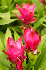 Turmeric flowers. Curcuma sp. Their root is commonly used in cooking, particularly in Asian cuisines.