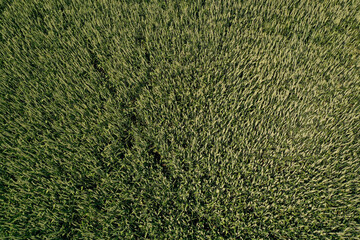 aerial view on a field of wheat in Seine et Marne
