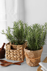 Aromatic green rosemary in pots and wooden spoons on white table