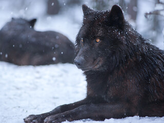 portrait of a black canadian wolf in the forest during a snowfall © fotomaster
