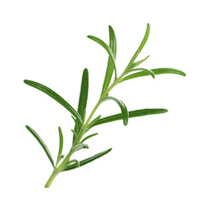 Sprig of fresh rosemary isolated on white