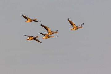 Fliegende Graugänse an der Ostsee bei Zingst.