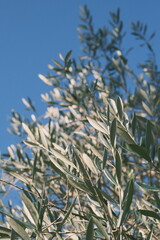 olive tree leaves and branches under the sky