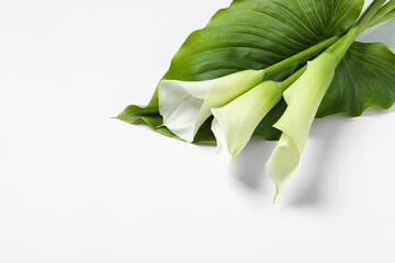 Beautiful calla lily flowers and leaf on white background