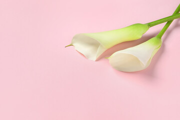 Beautiful calla lily flowers on pink background, space for text