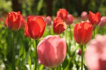 Obraz na płótnie Canvas Beautiful bright tulips growing outdoors on sunny day, closeup
