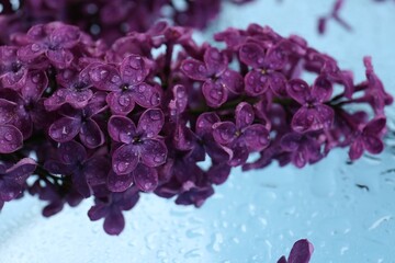 Obraz na płótnie Canvas Beautiful wet lilac flowers on light blue glass surface, closeup