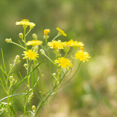 Bright juicy beautiful yellow flowers on the field in summer 2
