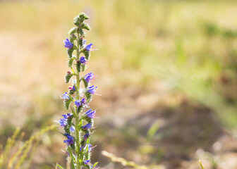blue echium vulgare flowers in the sun