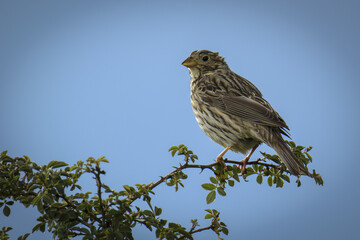 Fototapeta premium Pájaro mojado posado en una rama mirando hacia la izquierda