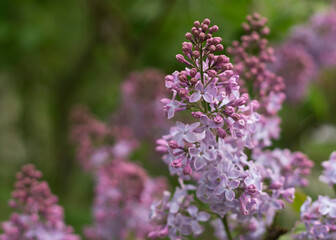 Beautiful lilac flowers blooming in the garden 02