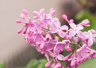 Beautiful lilac flowers blooming in the garden 2
