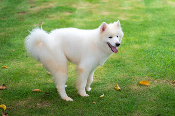 The Samoyed dogs playing on the grass