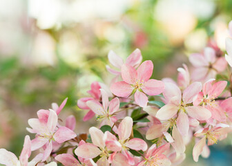 Close up of Spring Sakura Cherry Blossom 6