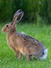 posing hare