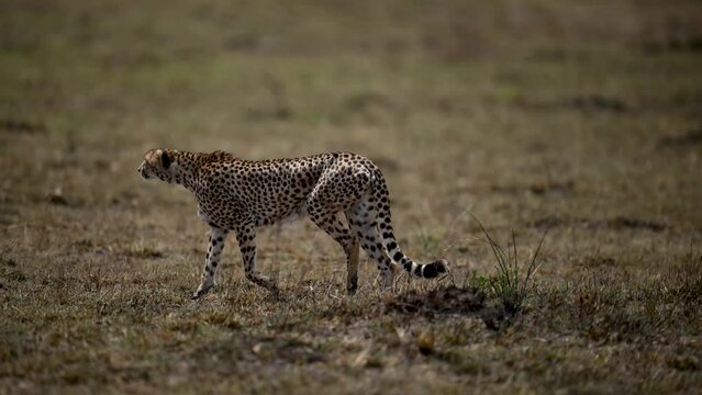 Mother cheetah and two of her babies walking in the Serengeti, Tanzania.