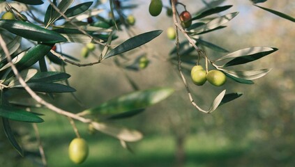 olives on a tree branch